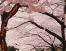 Cherry trees in bloom - Hanami's tranquil escape - Eternal in time